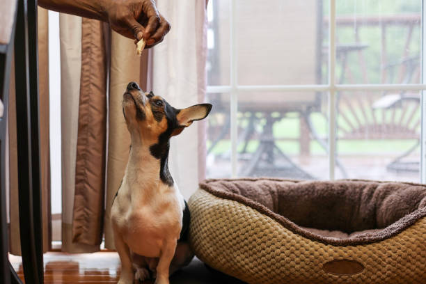 istock a black man feeding a dog  table food 1877286051