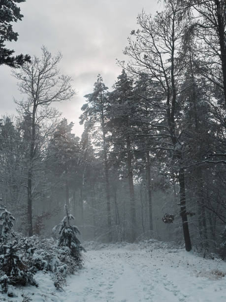 istock Forest road leading into fog 1877295476