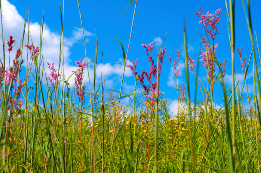 Wildflowers growing in a meadow reach above toward the sky