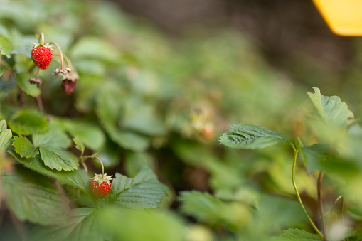 Shot of two little wild strawberries and green leaves