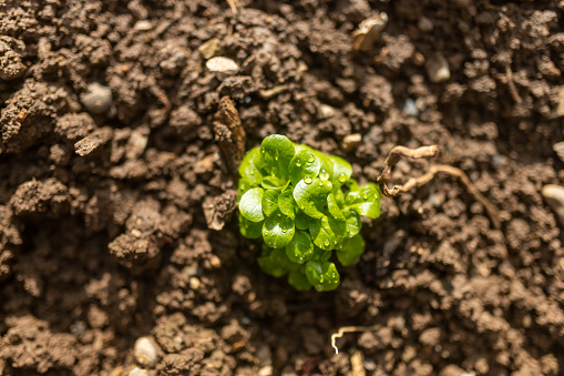 A plant planted in an outdoor garden