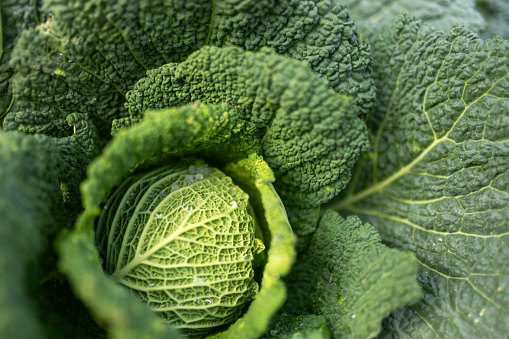 High angle view of a head of cabbage in a leaf, in the garden