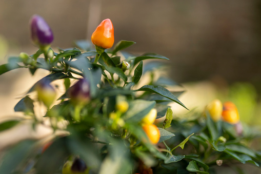 Ripe colorful hot chili pepper on a branch with leaves. Farm organic vegetables. Spice for spicy food. Multicolor chili peppers on a bush branch close-up