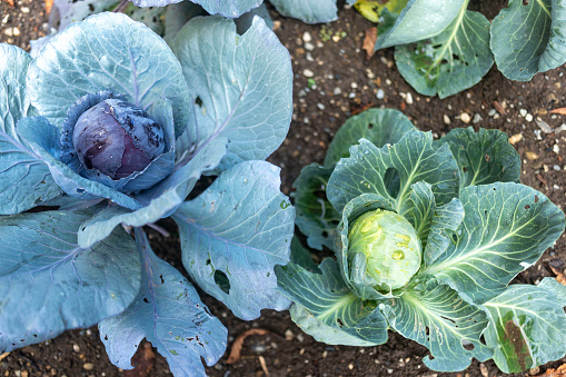 A close-up of red cabbage in the vegetable garden