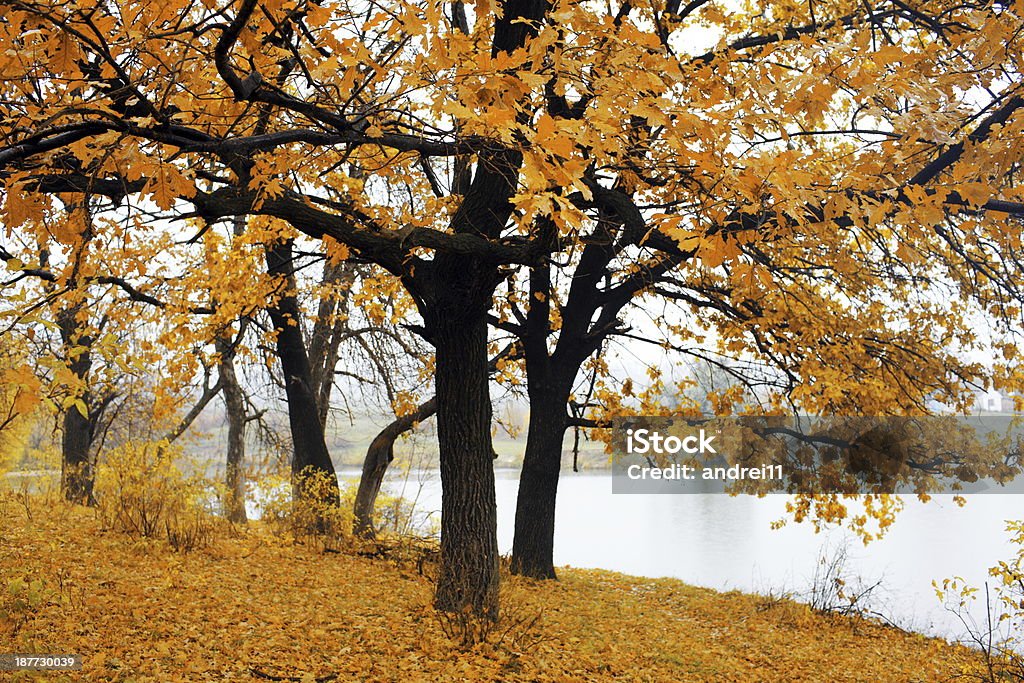 automne - Photo de Arbre à feuilles caduques libre de droits