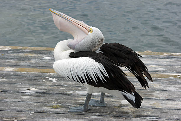 istock Australian Pelican, Emu Bay, Kangaroo Island, Australia 187730193
