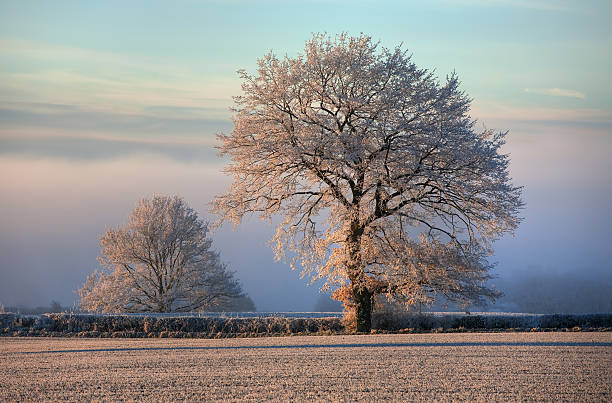 istock Oak with hoar frost, Cotswolds 187730331