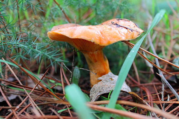 istock Mushrooms Saffron milk caps 187730493