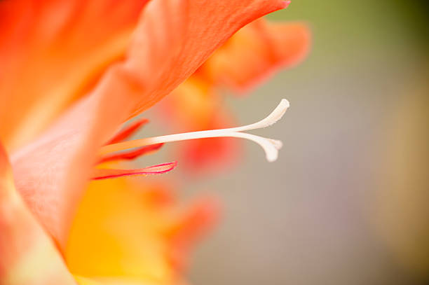 orange crush - gladiolus flower floral pattern single flower - fotografias e filmes do acervo