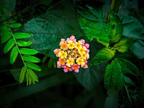 A captivating burst of color emerges as Lantana camara stands out among the leaves, casting a vibrant and enchanting spell on its natural surroundings.