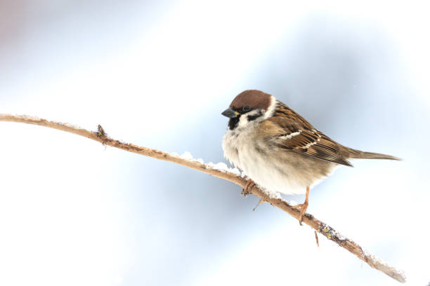 istock Bird - Tree sparrow Passer montanus, winter time Poland Europe 1877346152