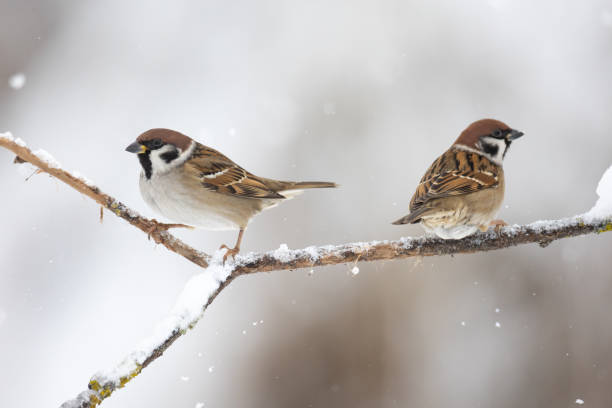 istock Bird - two Tree sparrow Passer montanus, winter time Poland Europe 1877347194