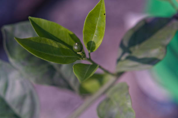 picture of malta fruit tree with small malta growing