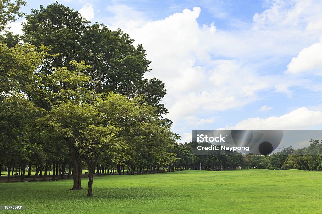 Деревья и газон в Зеленый Парк - Стоковые фото Горизонтальный роялти-фри