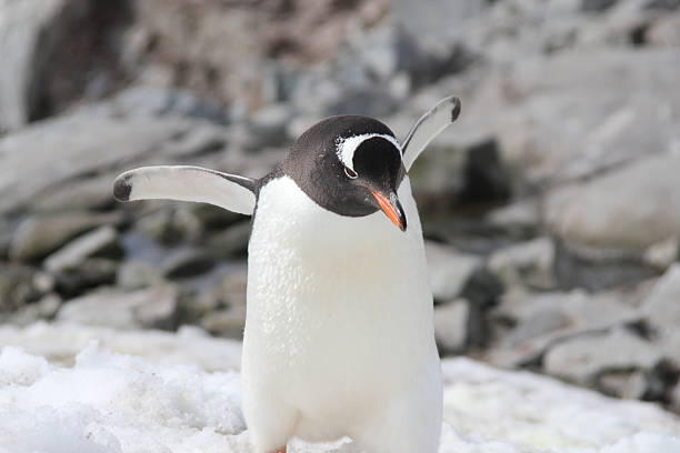 istock Gentoo Penguin in Antarctica 187735990