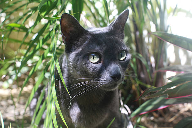 In the Shadows Beautiful grey cat in the shadows and sunlight of areca palms areca palm tree stock pictures, royalty-free photos & images