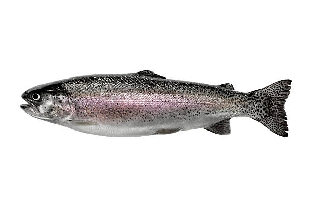 rainbow trout - cutthroat trout stock-fotos und bilder