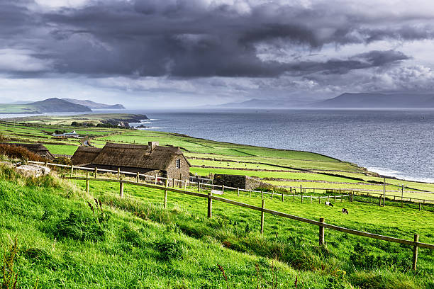 An Irish sheep standing alone on a green hill overlooking the sea.For more aAnimalsai pictures click below: