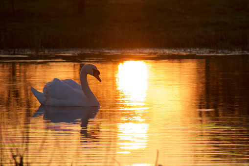 Elegant swan in the sunset so lovely