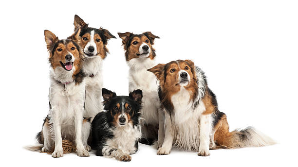 istock Group of Border Collies against white background 187737160