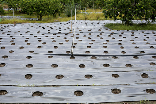 Agriculture polybag preparation for fruit planting in farm