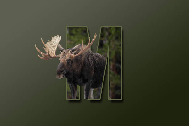 The letter M is embedded with a picture of the animal Moose. Great animal background. stock photo