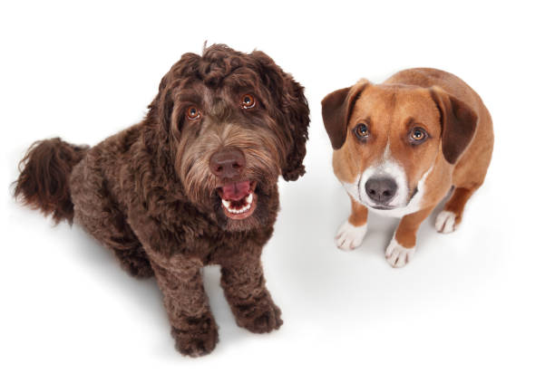 istock Happy dogs looking up at camera or pet owner. 1877387053