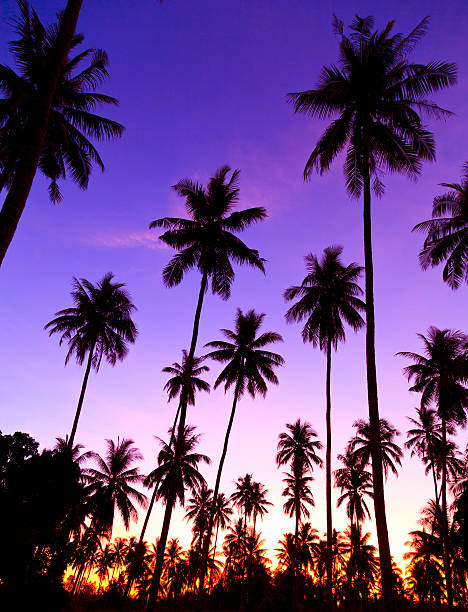 istock Silhouette of coconut trees 187738909