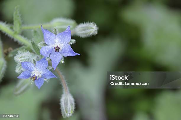 Borretsch Stockfoto und mehr Bilder von Baumblüte - Baumblüte, Bildschärfe, Blatt - Pflanzenbestandteile