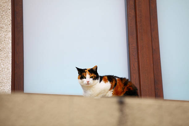 istock white black red cat in window outdoor 187739135