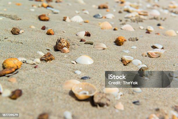Vielzahl Von Muscheln Im Sand Beach Stockfoto und mehr Bilder von Abstrakt - Abstrakt, Aquatisches Lebewesen, Bildhintergrund