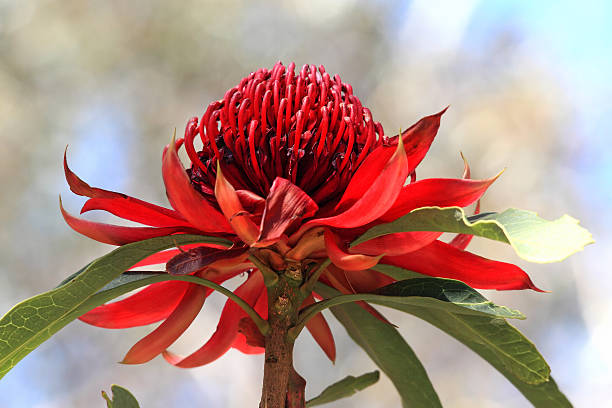 istock NSW Waratah flower 187739839