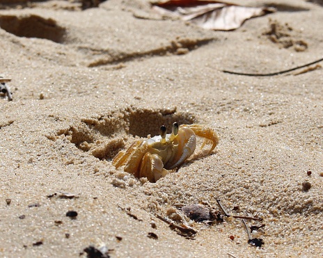 Atlantic ghost crab in Brazilian beach at Rio de Janeiro