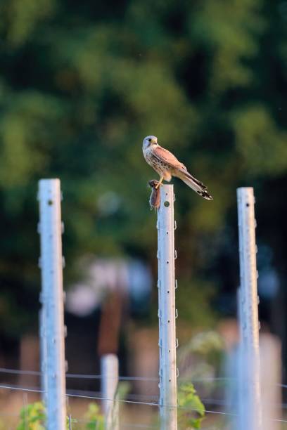 istock a kestrel with a mouse in its claws sits on a metal post 1877407679