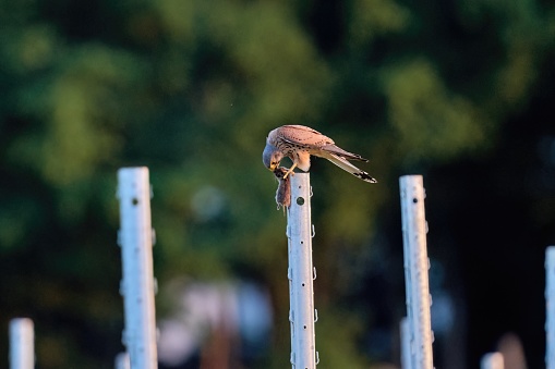 common kestrel, Falco tinnunculus