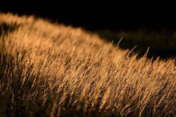 istock Long dry wild grasses shine in the evening sun 1877415952