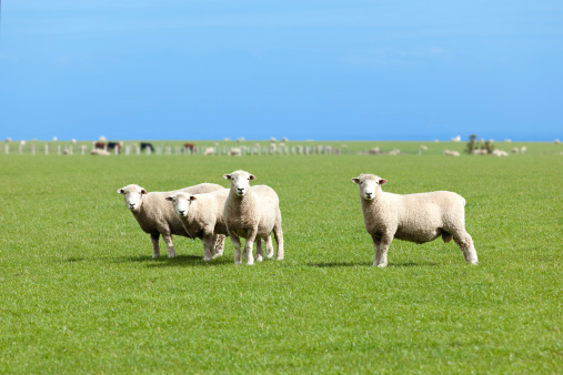 sheeps feeding on meadow in spring season green grass in ioannina greece