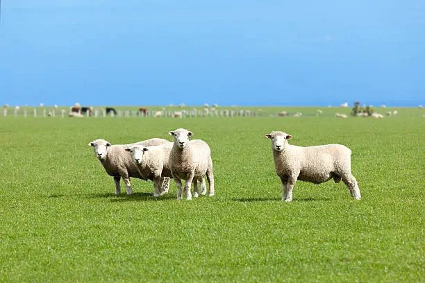 Four sheeps in New Zealand looking at you