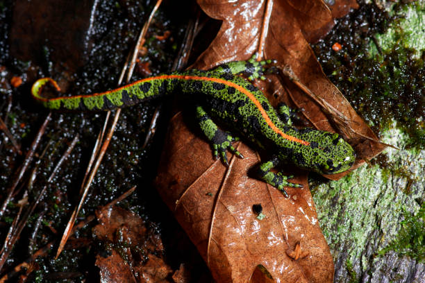 istock MARBLED NEWT Triturus marmoratus 1877418534