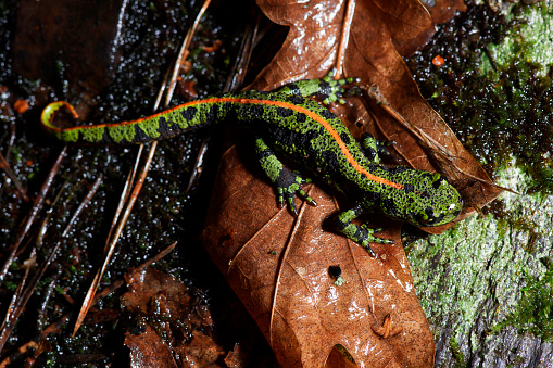 Male marbled newt Bretagne FRANCE on land looking for a mate. Rainy nights are a good time to see them emerging from a stone wall or woodpile.