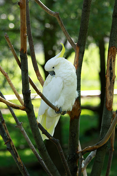 istock Cockatoo, Sulfur Crested 187741896