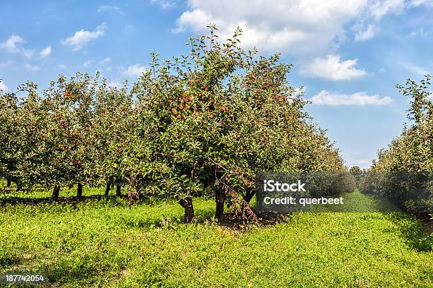 Rote Äpfel In Einer Reihe Stockfoto und mehr Bilder von Apfel - Apfel, Apfelbaum, Apfelgarten