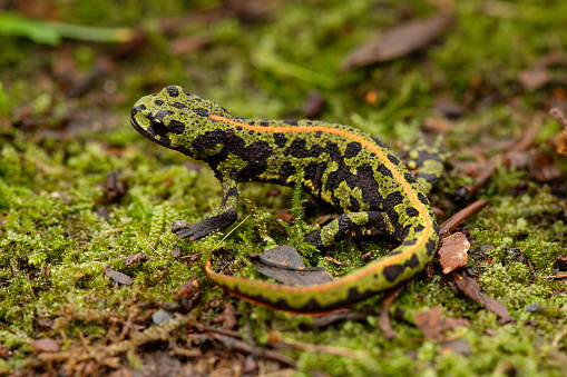 Male marbled newt Bretagne FRANCE on land looking for a mate. Rainy nights are a good time to see them emerging from a stone wall or woodpile.