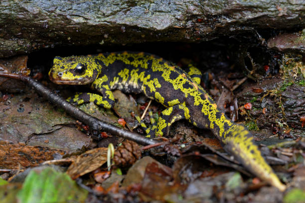 istock MARBLED NEWT Triturus marmoratus 1877421681