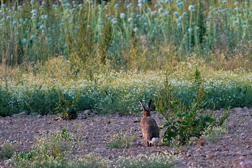 European hare, Lepus europaeus, brown hare