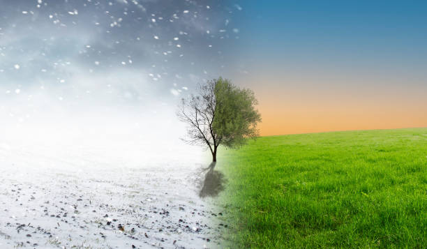 istock Season change from winter to summer concept with a tree. 1877434684