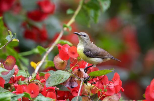 istock female purple sunbird on red flower. 1877438809