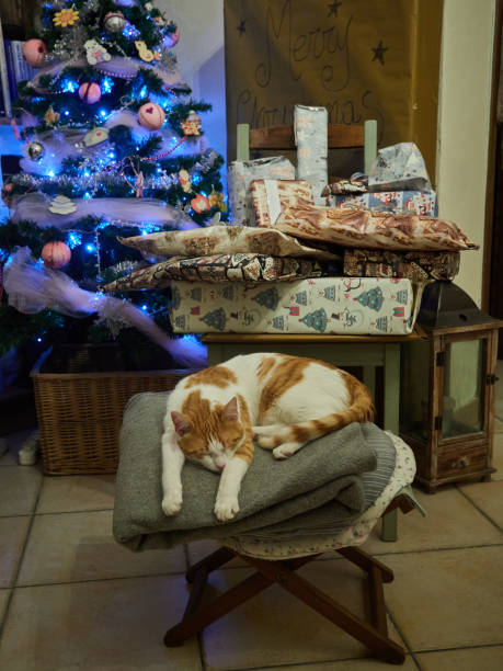 Christmas pet stock photo