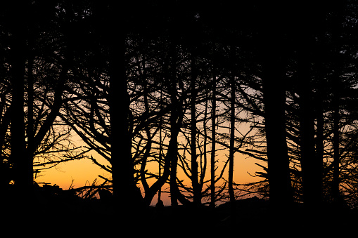 Silhoutte of trees along the shore at sunset at Cape Disapointment State Park WA USA