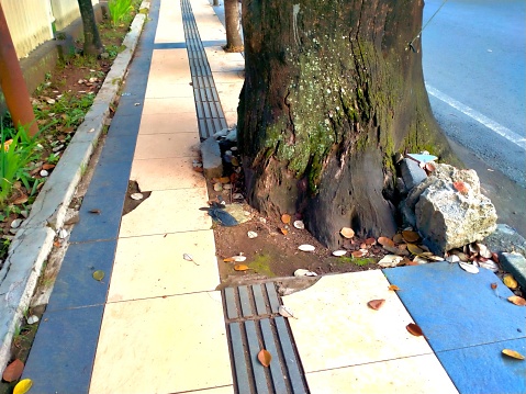 Pedestrian floor damaged by large tree roots